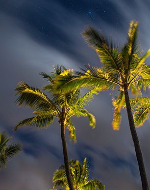 palm trees blowing in wind